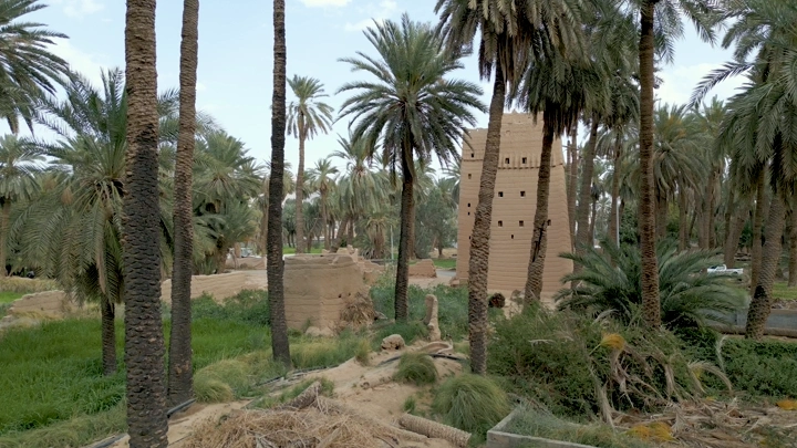 نخيل بين بيوت طين في نجران، لقطة أرضية.