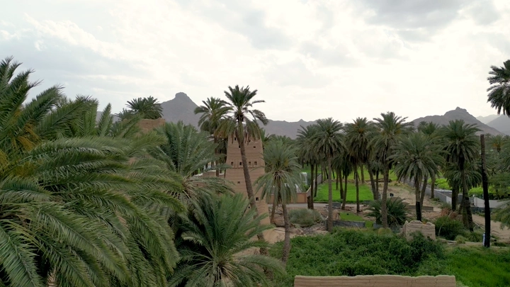 نخيل بين بيوت طين في نجران، لقطة جوية.