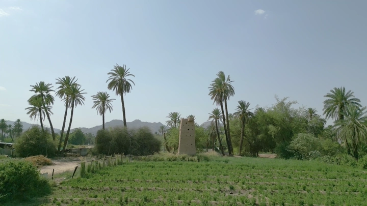 نخيل وأبراج طينية في نجران، تصوير جوي نهاري.