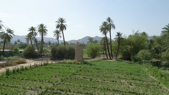 نخيل وأبراج طينية في نجران، لقطة جوية نهارية.