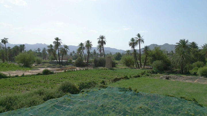 نخيل بين بيوت طين في نجران، لقطة جوية نهارية.