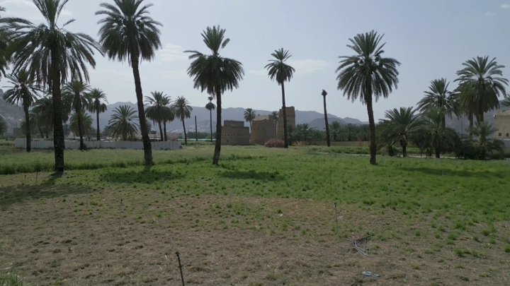 نخيل بين بيوت طين في نجران، لقطة نهارية واسعة.