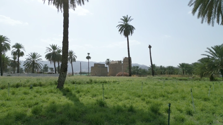 نخيل ومنازل طينية في نجران، لقطة نهارية واسعة.