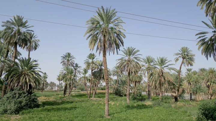 مزرعة نخيل في نجران تحت السماء الزرقاء، لقطة نهارية.