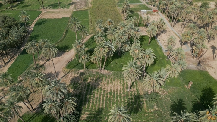 مزرعة نخيل في نجران، لقطة جوية نهارية.