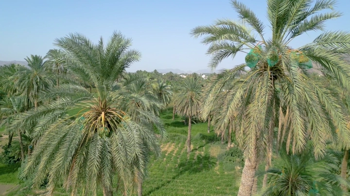 أشجار نخيل في مزرعة بنجران، لقطة جوية نهارية.