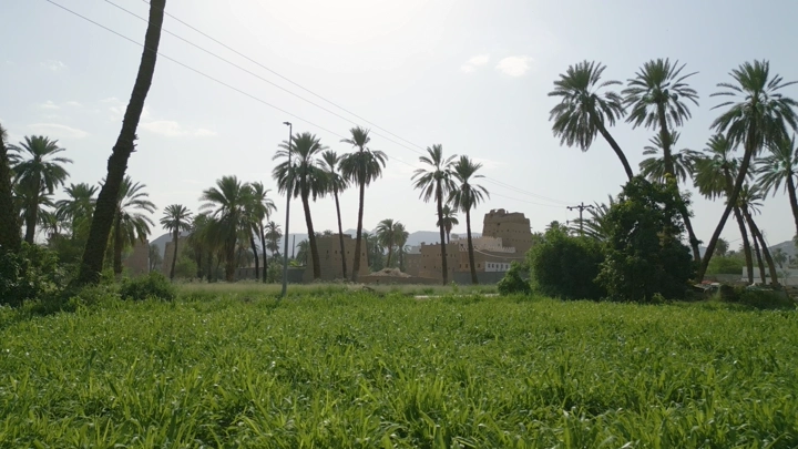 نخيل بين بيوت طين في نجران، لقطة نهارية واسعة.