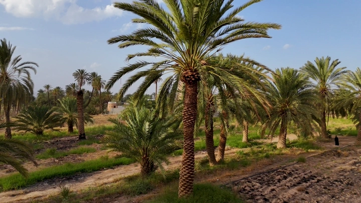نخيل في مزرعة بنجران تحت سماء زرقاء، لقطة جوية.