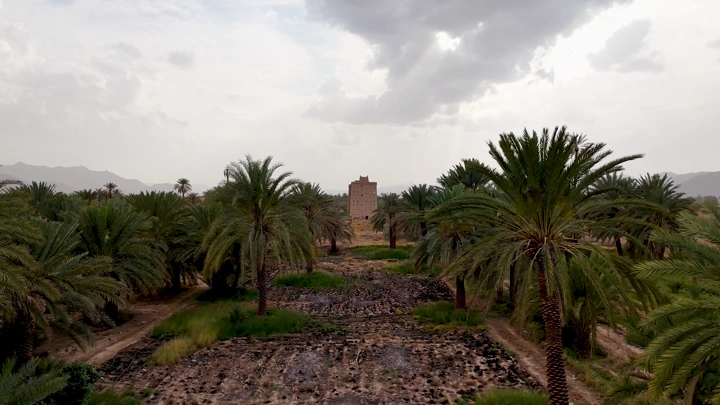 برج طيني محاط بالنخيل في نجران، لقطة جوية.