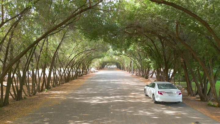 سيارة تسير بين أشجار غابة سقام نجران، لقطة من الطريق.