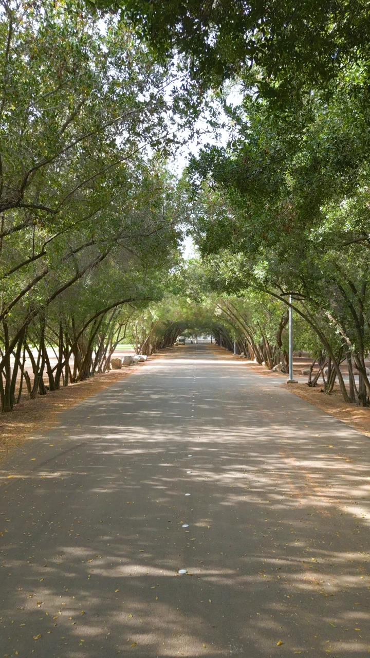 طريق بين أشجار غابة سقام نجران، لقطة من الأرض.