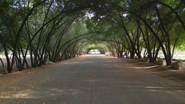 طريق محاط بالأشجار في غابة سقام نجران، لقطة نهارية.