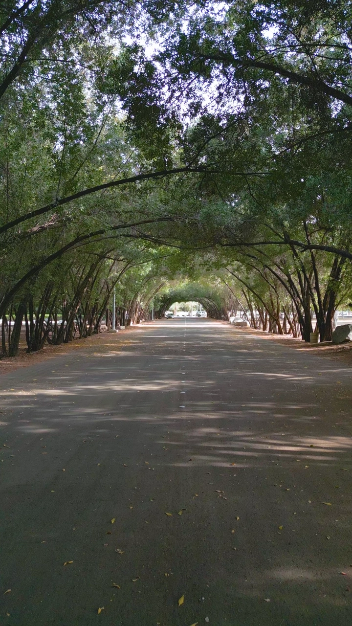 طريق محاط بالأشجار في غابة سقام نجران، لقطة من مستوى الشارع.