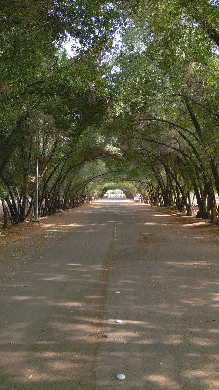 طريق بين أشجار غابة سقام نجران، لقطة من الأرض.