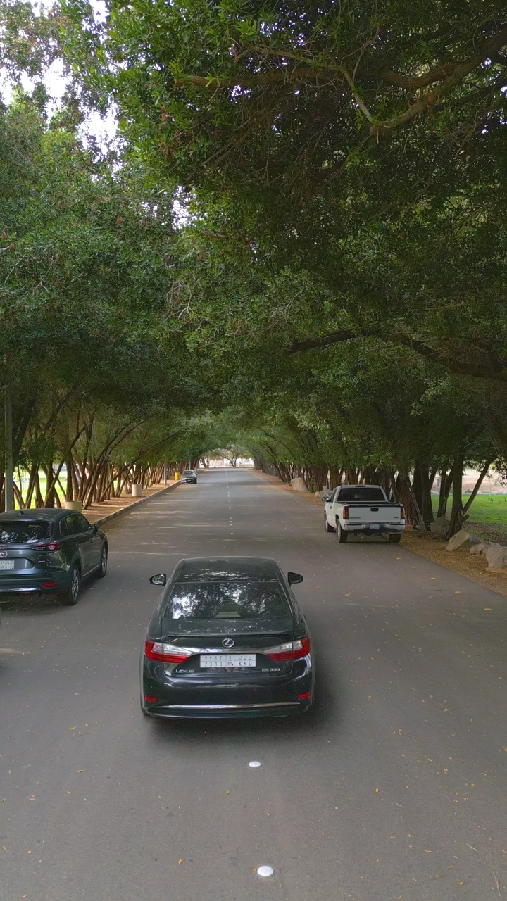 سيارة تسير بين أشجار غابة سقام نجران، لقطة من الأعلى.