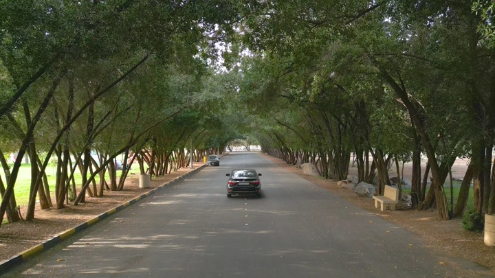 سيارة تسير بين أشجار غابة سقام نجران، لقطة من الأعلى.