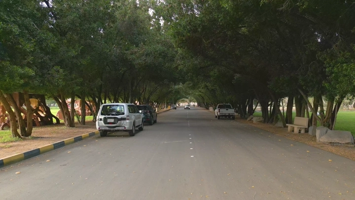 سيارة تسير بين أشجار غابة سقام نجران، لقطة نهارية.