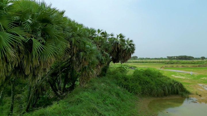 أشجار نخيل في مزارع جيزان، لقطة نهارية واسعة.