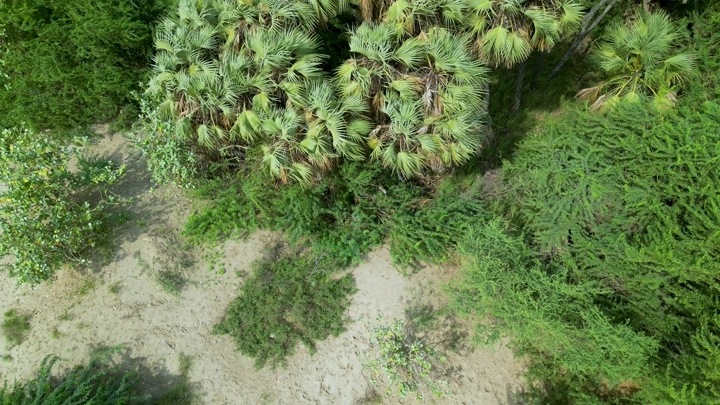 أشجار نخيل في مزارع جيزان، لقطة جوية.