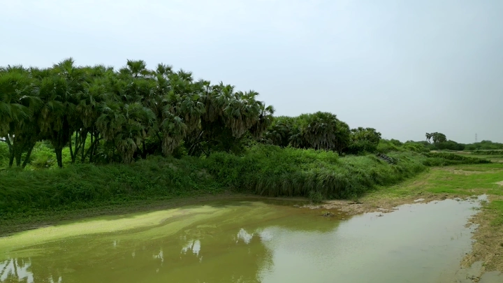 أشجار نخيل بجانب بركة في مزارع جيزان، لقطة نهارية.