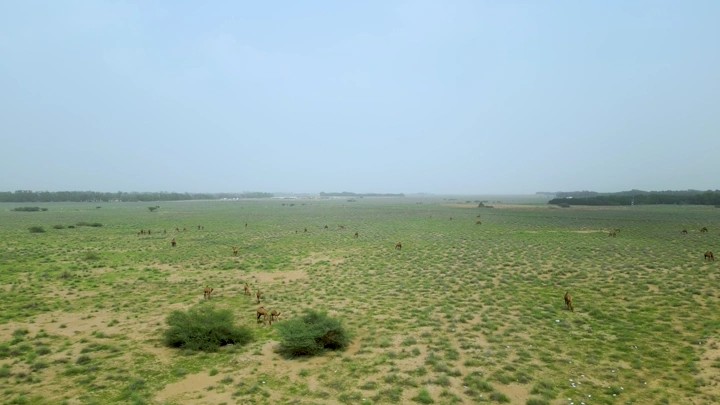 إبل في الصحراء الخضراء خلال الربيع، لقطة جوية.