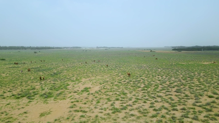 إبل في صحراء خضراء في الربيع، لقطة جوية.