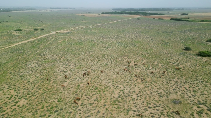 إبل تتجول في الصحراء خلال الربيع، لقطة جوية.