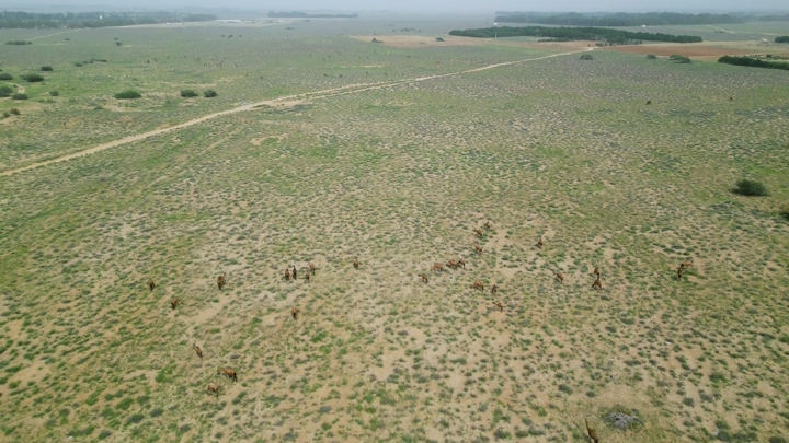 جمال في الصحراء خلال الربيع، لقطة جوية.