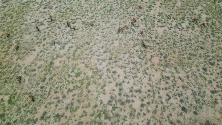 إبل في الصحراء خلال الربيع، لقطة جوية.