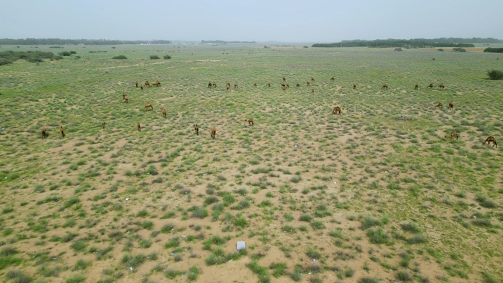 إبل في الصحراء خلال الربيع، لقطة جوية.