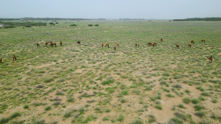 إبل ترعى في الصحراء خلال الربيع، لقطة جوية.