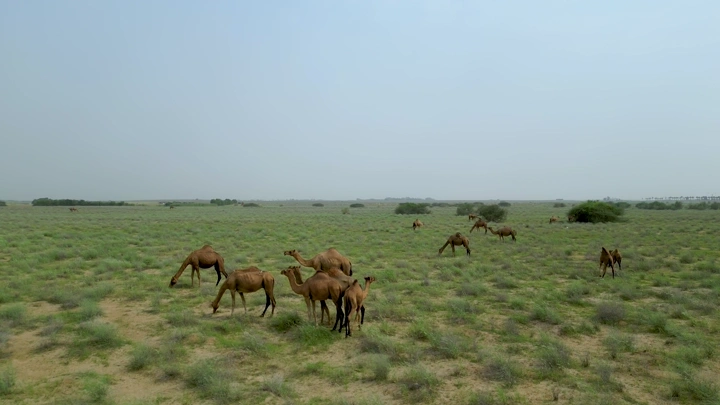 نياق ترعى في الصحراء الخضراء خلال الربيع، لقطة جوية.