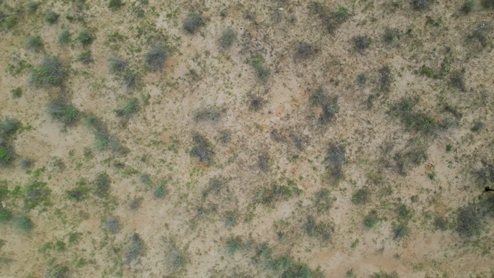 صحراء مع نباتات متناثرة في الربيع، لقطة جوية.