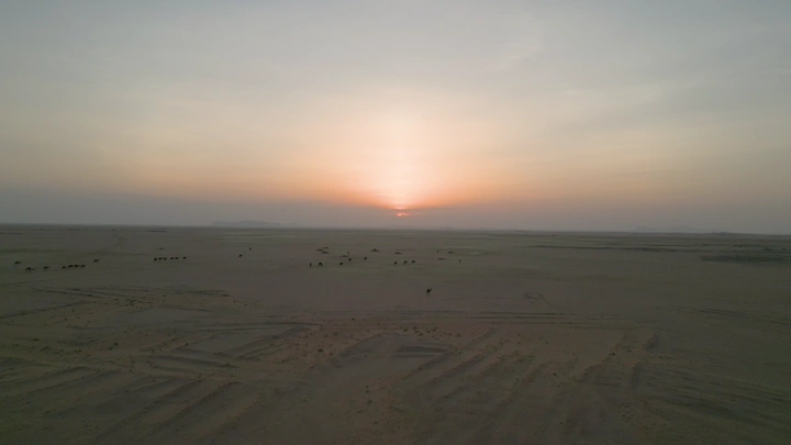 غروب الشمس في الصحراء مع إبل، لقطة جوية.