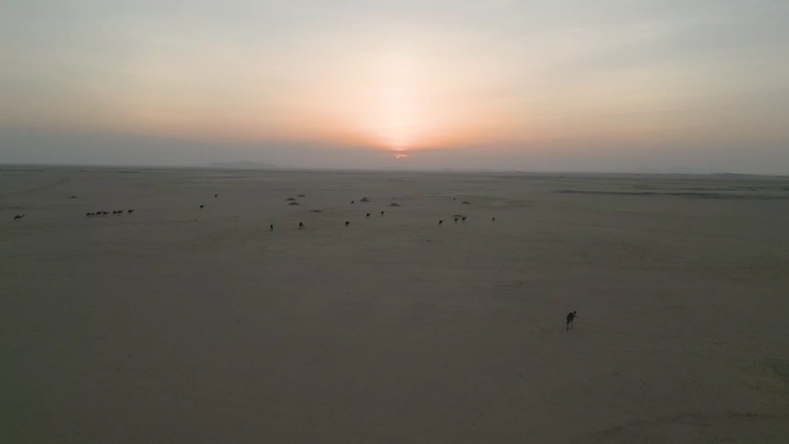 غروب الشمس في الصحراء مع الابل، لقطة جوية.