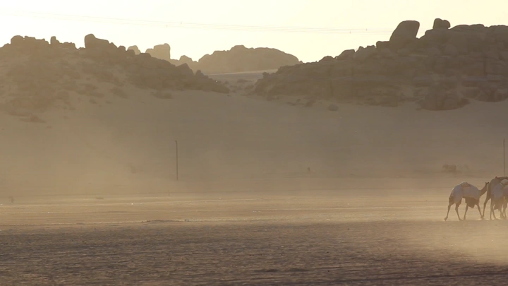 ابل في الصحراء عند الغروب، لقطة بعيدة.