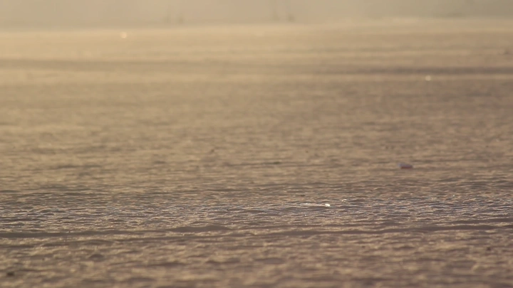 ابل تسير ، في الصحراء عند الغروب، لقطة قريبة.