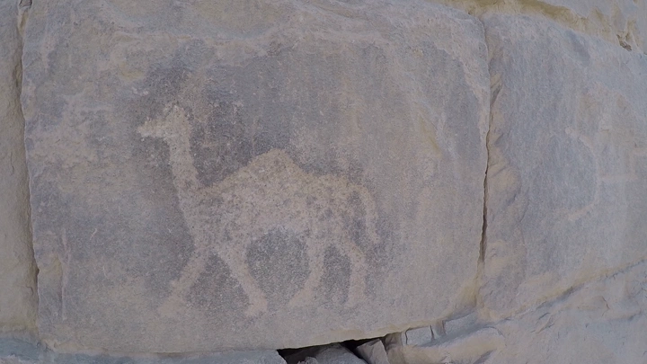 نقش صخري لجمل في الأخدود نجران، لقطة قريبة.