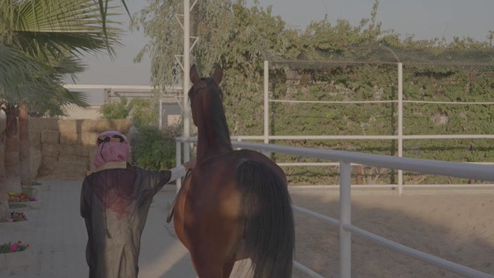 شاب بزي سعودي يمشي مع حصان في مزرعة، لقطة من الخلف.