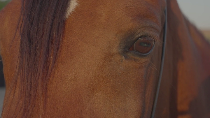 عين حصان عن قرب في ضوء النهار، لقطة مقربة.