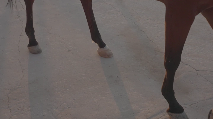 حوافر حصان على أرض خرسانية، لقطة مقربة.