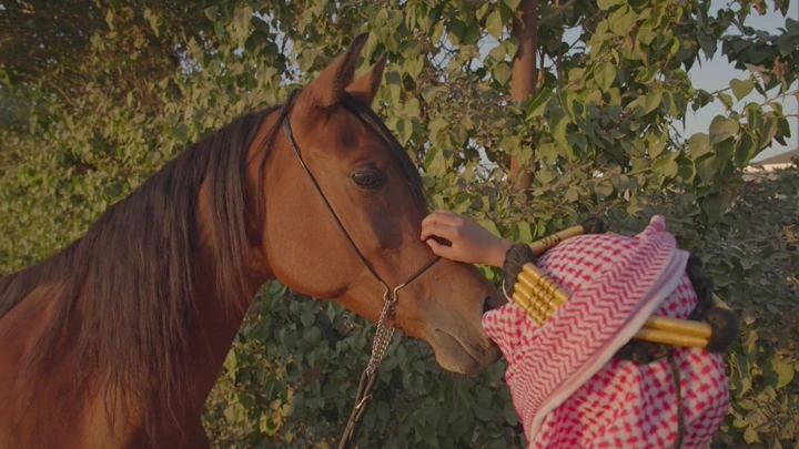 شاب بزي سعودي يلمس رأس حصان بجانب شجرة، لقطة نهارية.
