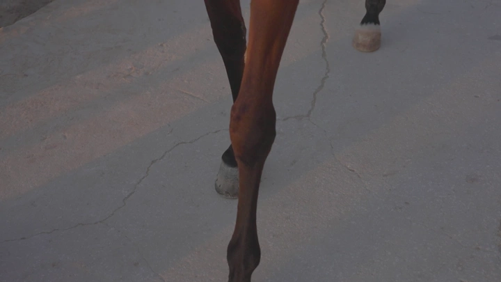 أرجل حصان على أرضية خرسانية، لقطة قريبة.