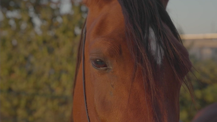 رأس خيل عربي أصيل في الطبيعة، لقطة مقربة.