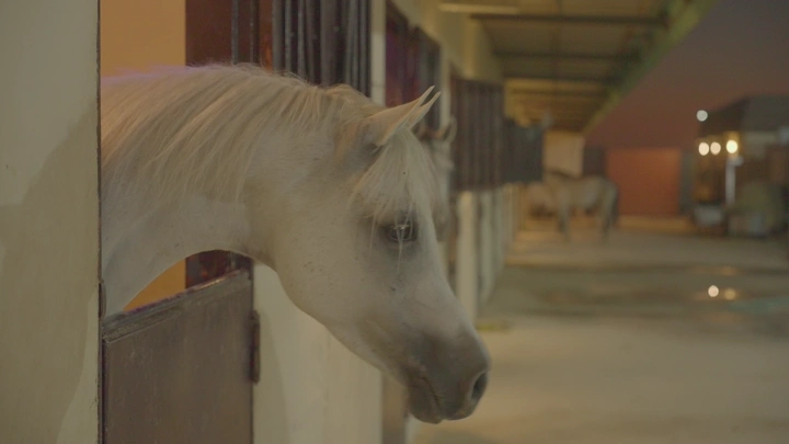 حصان في مربط ليلاً، لقطة جانبية.