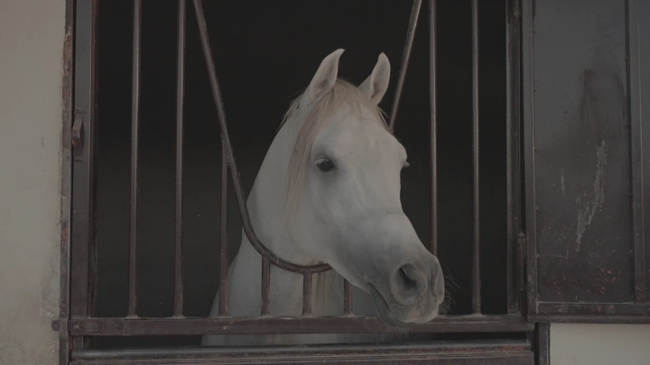 حصان أبيض في مربط خيول، لقطة مقربة.