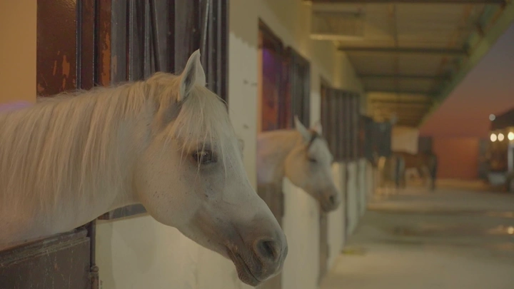 خيول في مربط عند الغروب، لقطة جانبية.