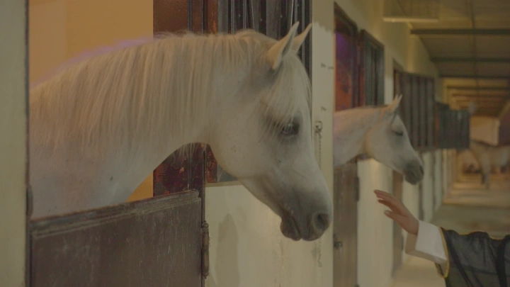 خيول في مربط خيول، لقطة داخلية.