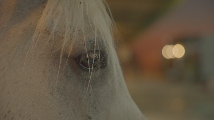 عين حصان عن قرب في المساء، لقطة جانبية.