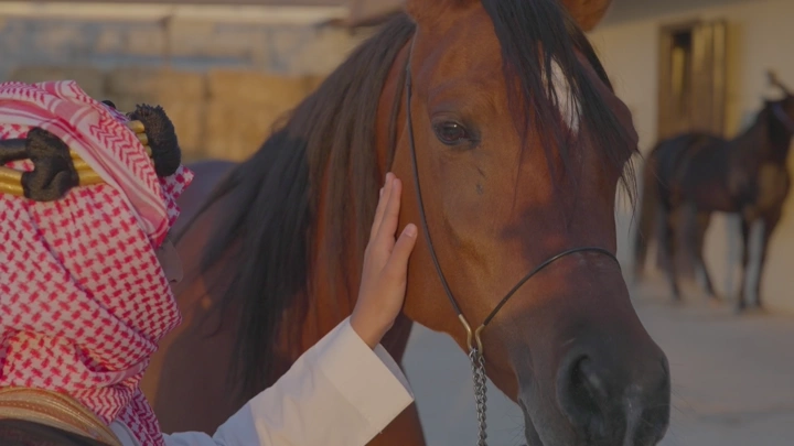شاب يلمس وجه حصان في مزرعة ويرتدي الزي السعودي ليوم التاسيس، لقطة قريبة.